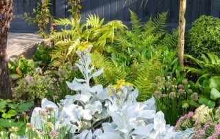 Stachys and ferns John & Ant - Essex Urban Garden Design