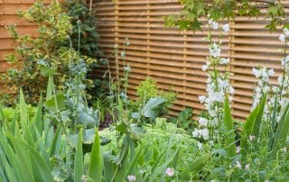 perfect border planting ED286 - Sanctuary Garden Design in London