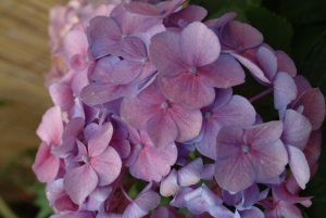 flower head from a hydrangea for autumn display