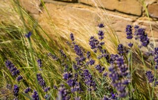 lavender and grasses in Victorian style front garden design