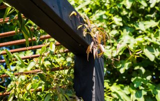 Black steel and timber pergola